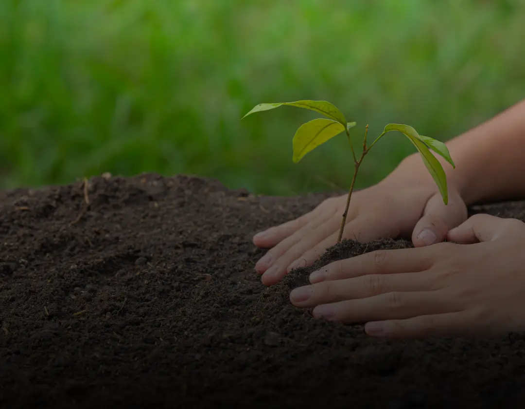 Nature Restoration