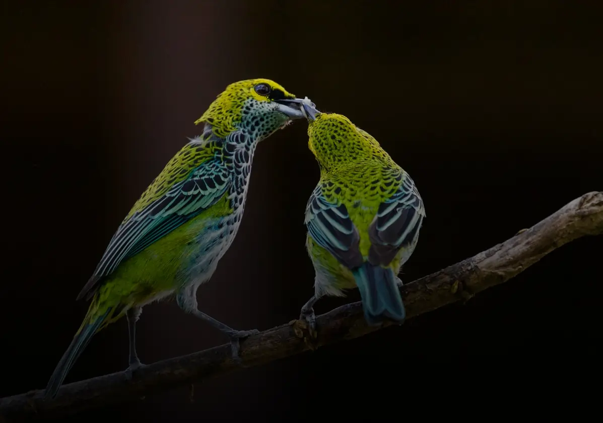 Bird Education