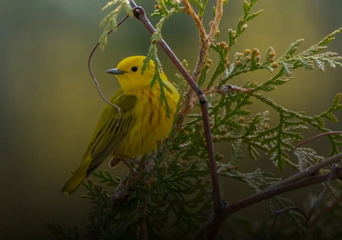 Bringing Back Birds and Bees