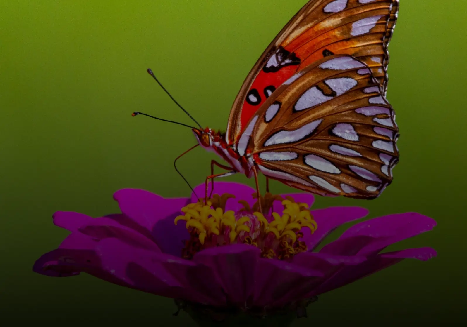 Flora & Fauna Study