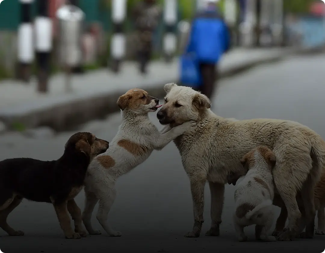 Help Stray Animals in City