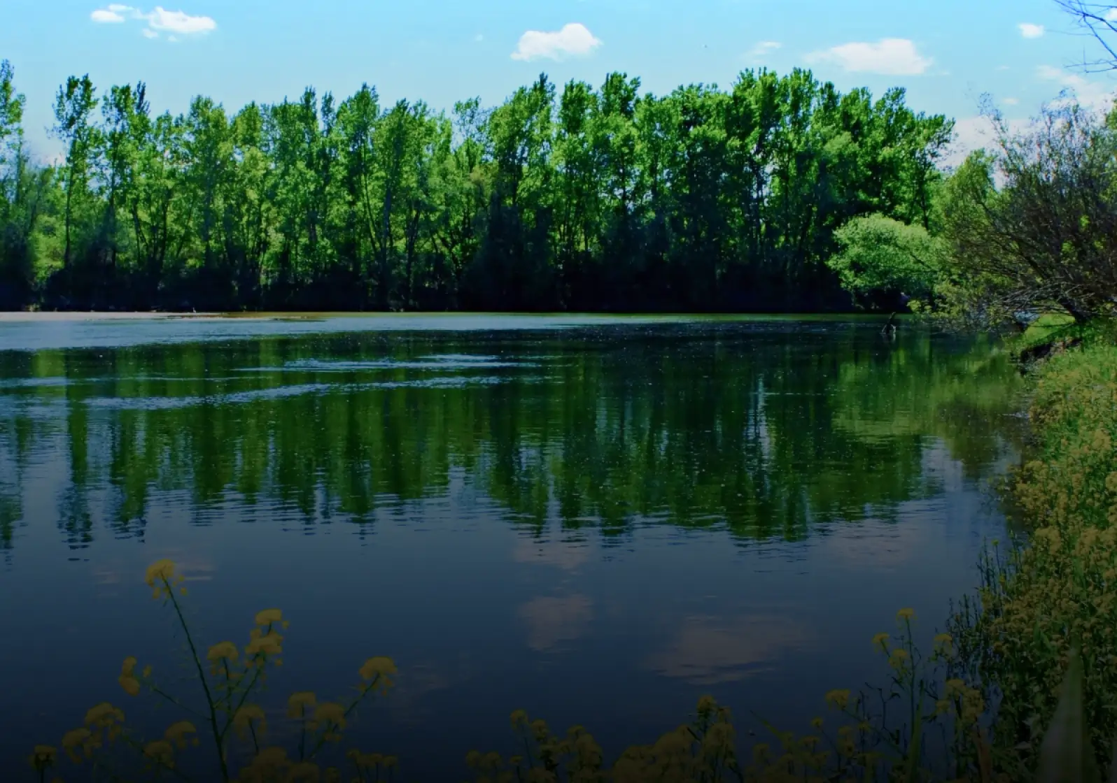 Pond Restoration