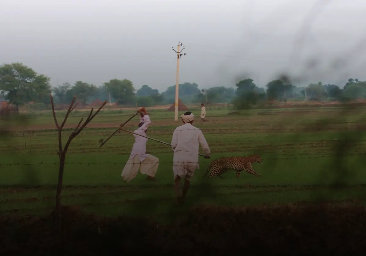 Wild Animals & Village Conflict