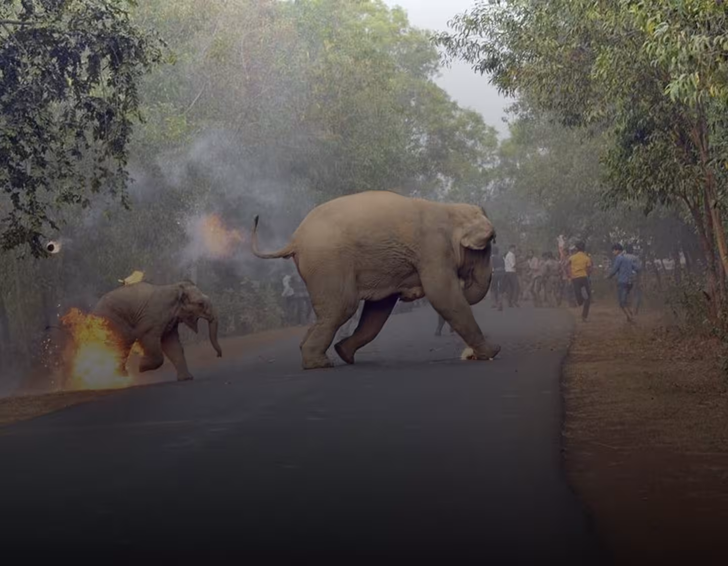 Human Animal Conflict